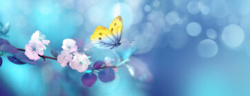 Beautiful,Blue,Yellow,Butterfly,In,Flight,And,Branch,Of,Flowering